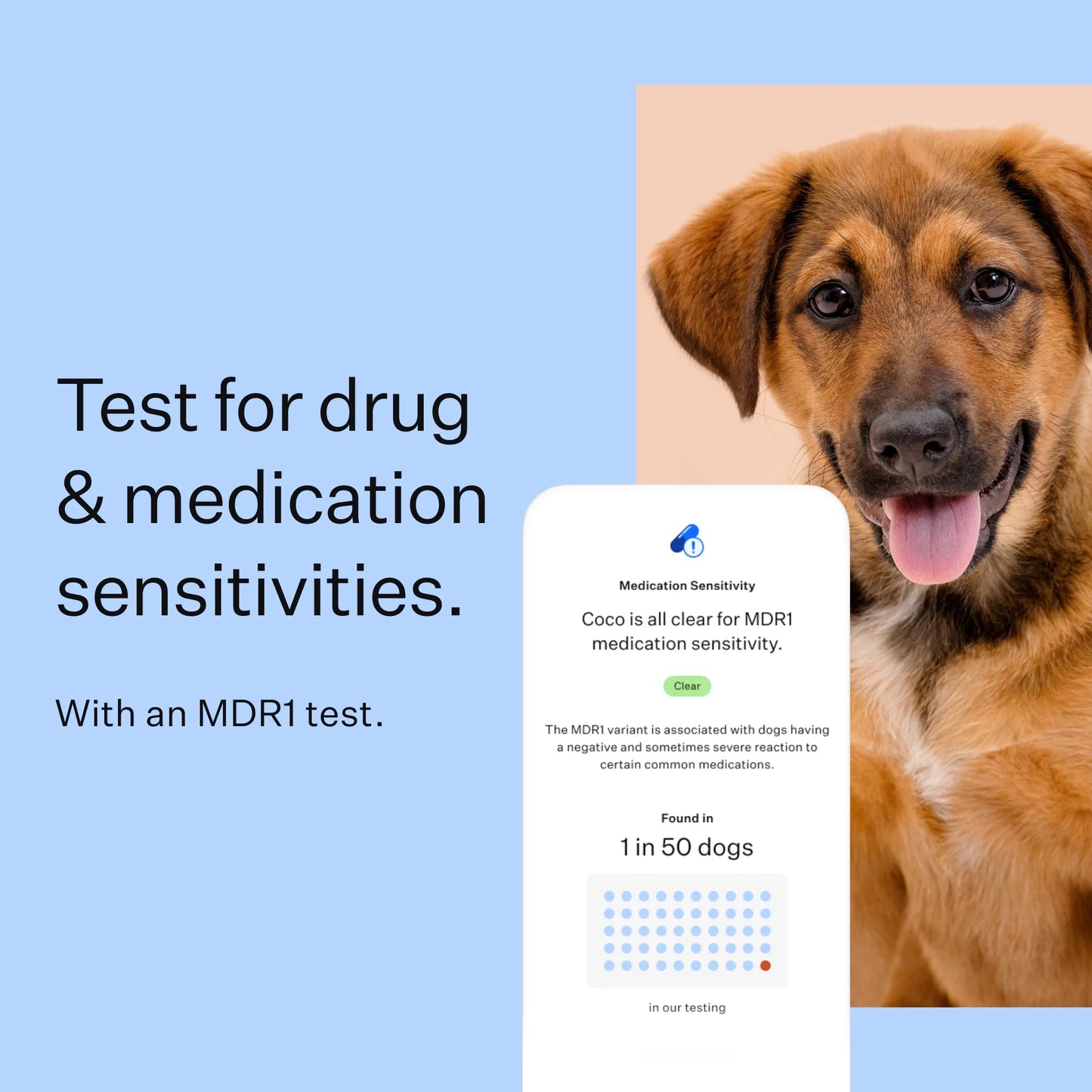 Breed Discovery, Breed Identification, Dog DNA Test Kit