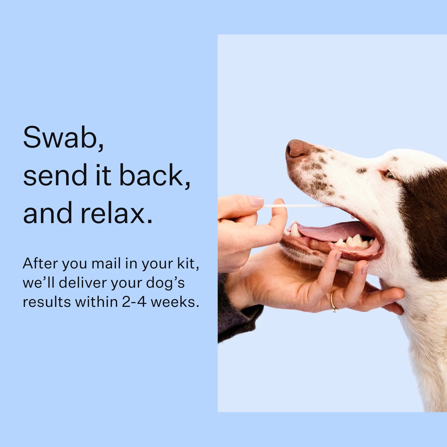 Breed Discovery, Breed Identification, Dog DNA Test Kit