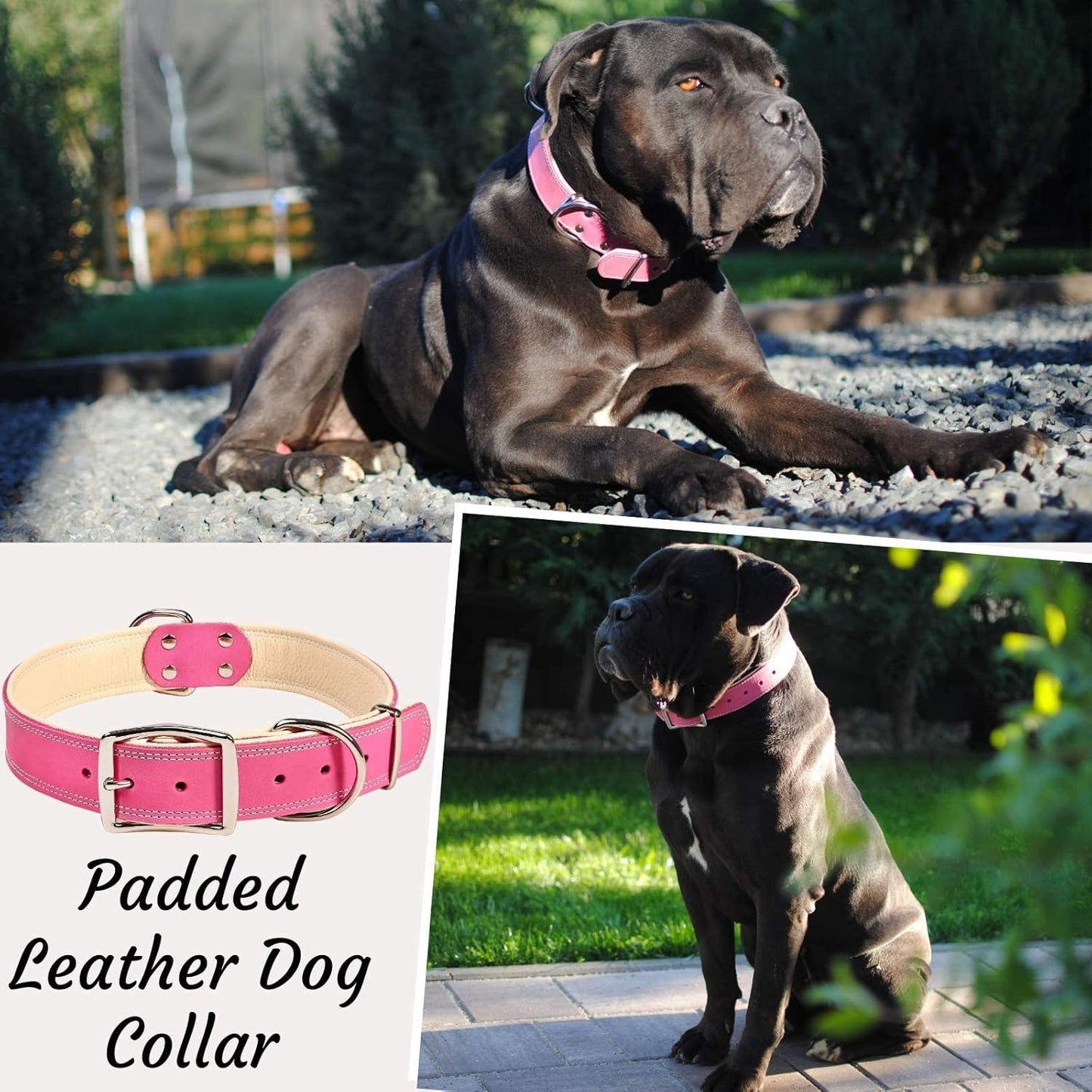 Heavy-Duty Pink Leather Dog Collar for Extra-Large Dogs - Soft Padded for Comfort - Big Girl Dog Collar for Walking, Training, and Hiking